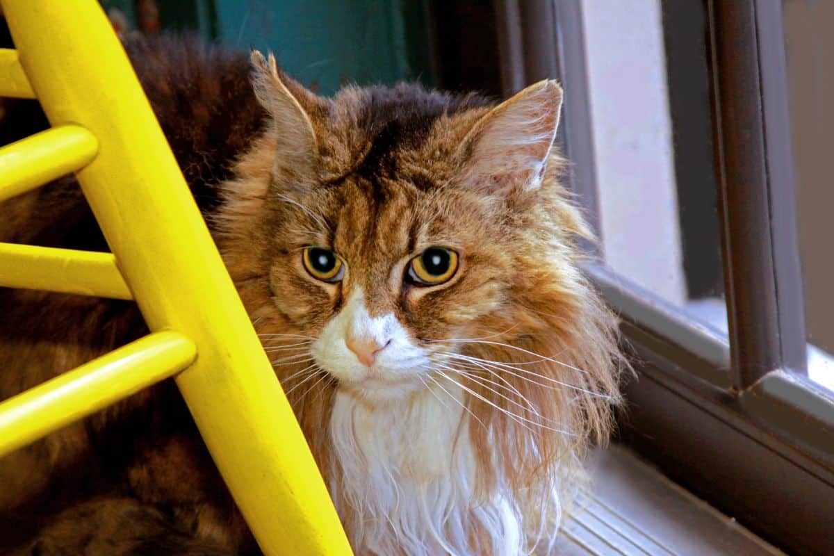 A brown tuxedo maine coon near a window.