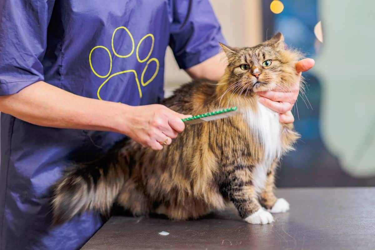 A man brushing a brown maine coon.