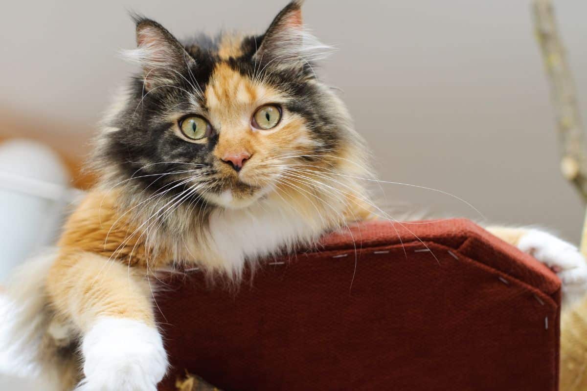 A cute calico maine coon relaxing indoor.