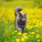 A gray maine coon walking on a meadow full of blooming dandelions.