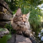 A brown maine coon lying next to a pond.