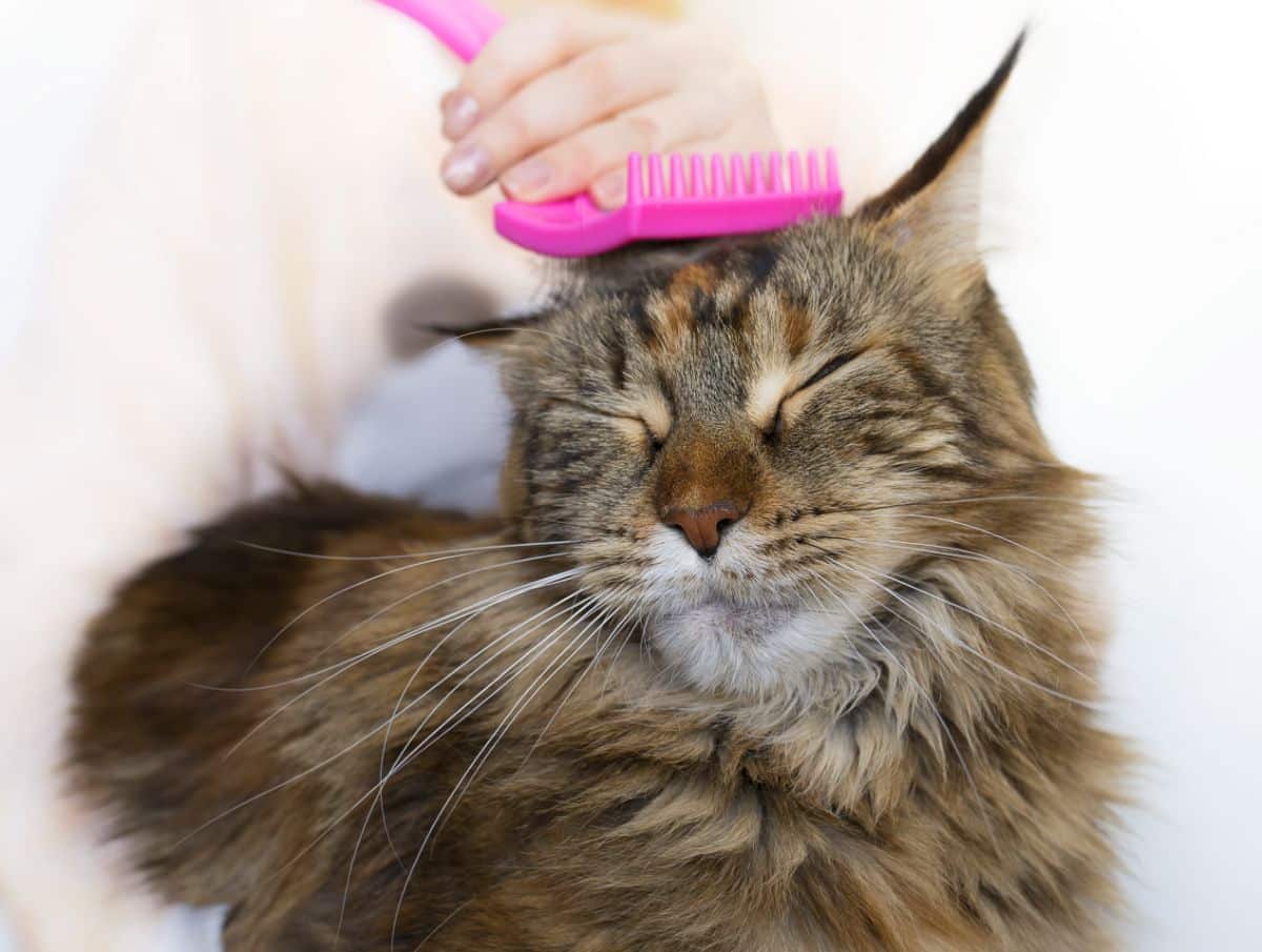 Woman brushing a gray maine coon wih a pink brush.