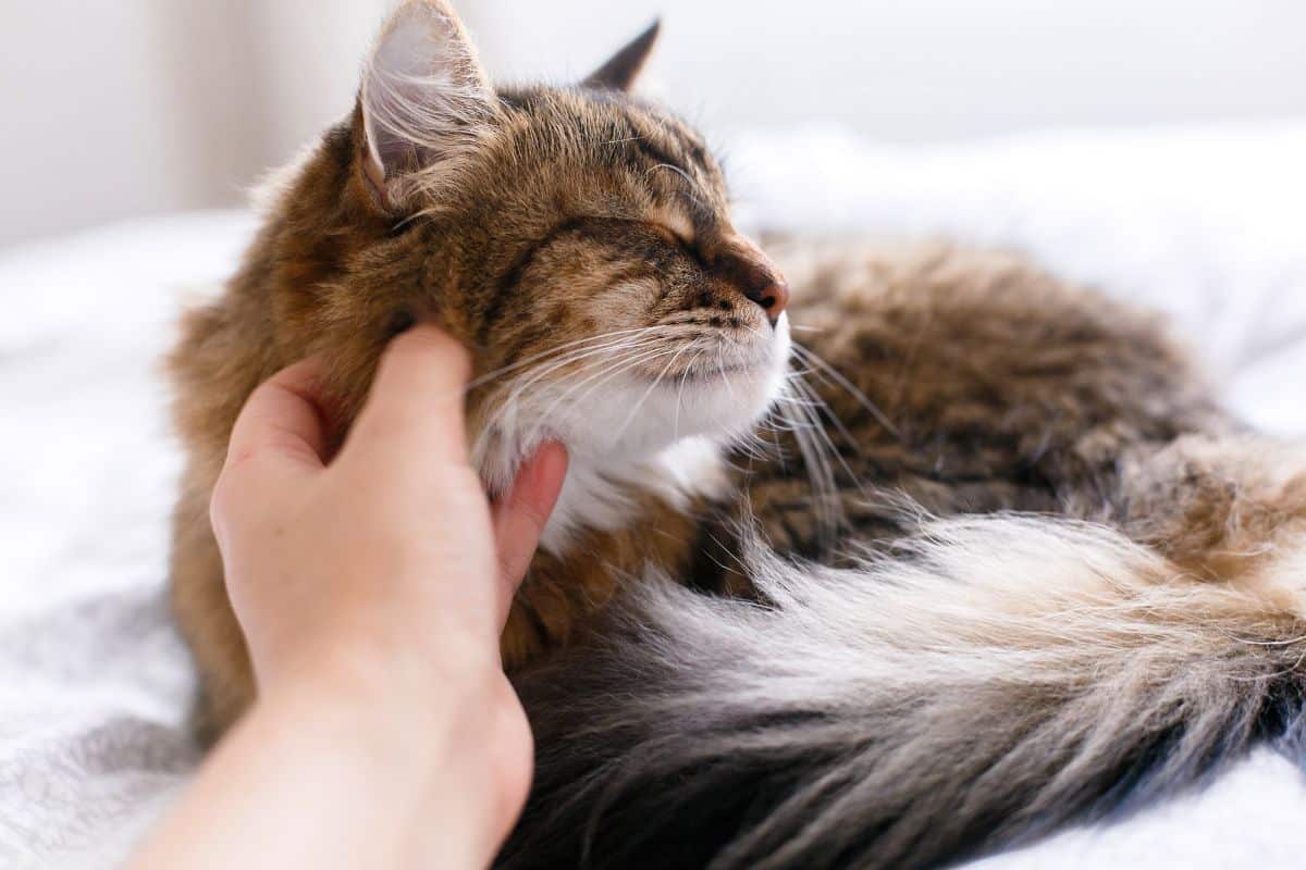 A hand scratching a fluffy brown maine coon.