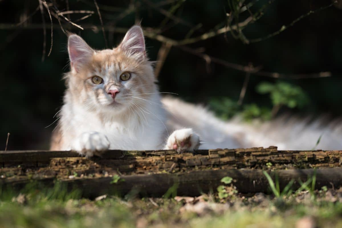 A cream fluffy maine coon lying in a backyard near a wooden log.