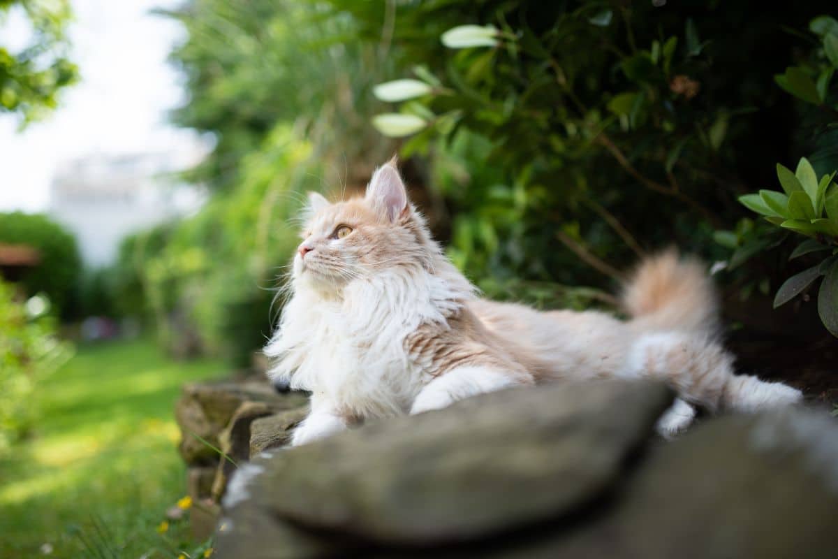 A creamy fluffy maine coon sitting on rocks in a garden.