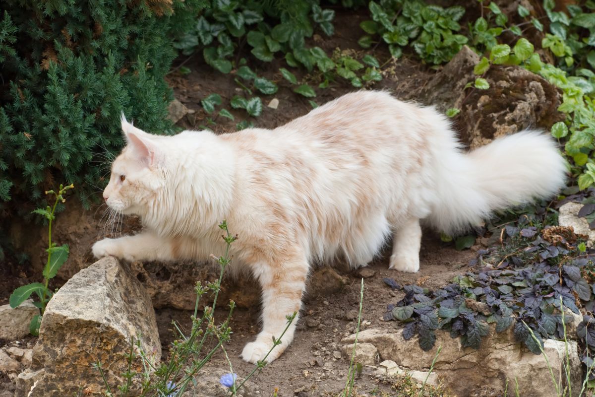 A creamy fluffy maine coon walking in a backyard.  