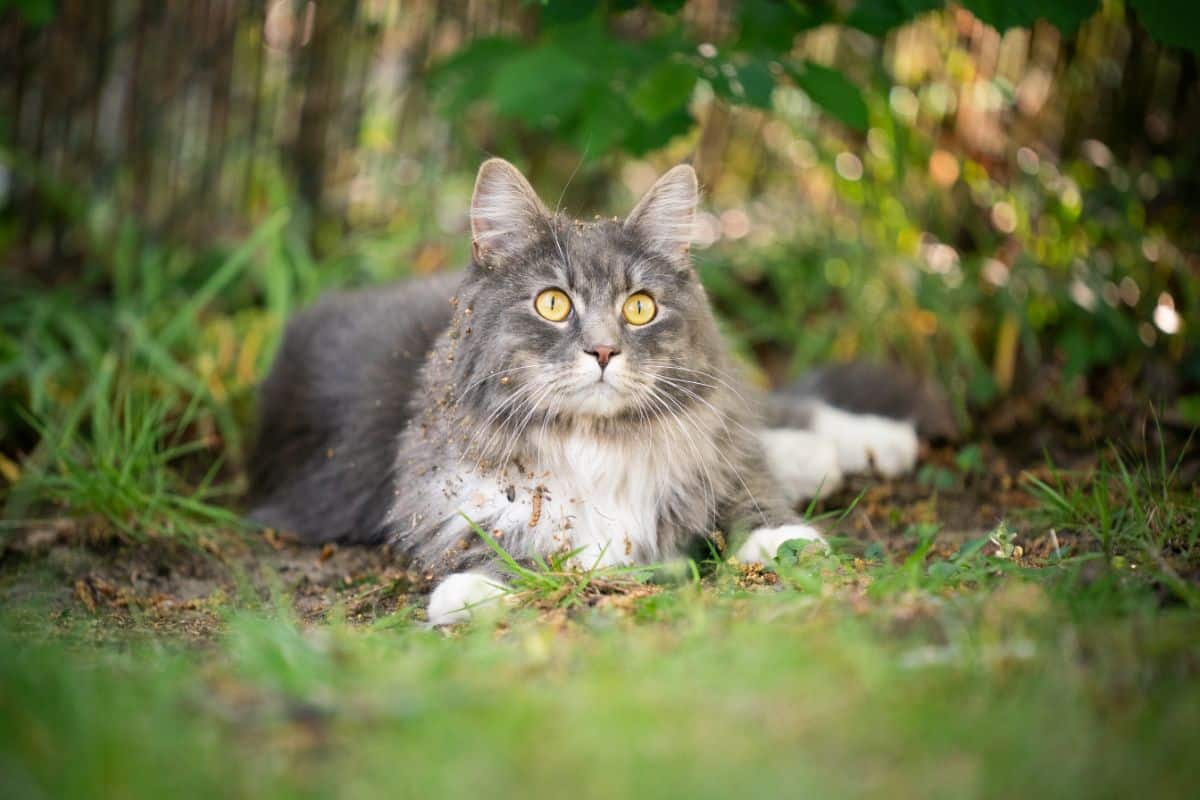 A staring gray maine coon lying on a soil in a backyard.