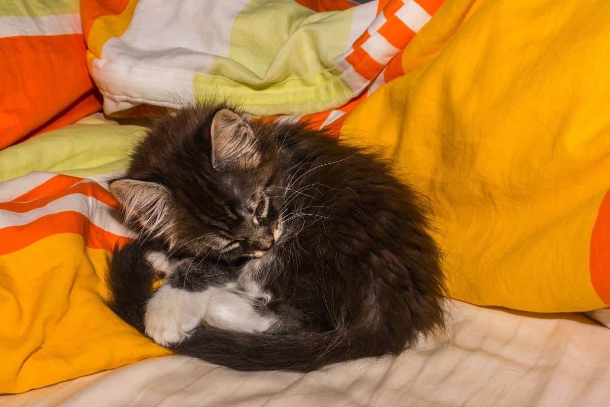 A tiny cute curled maine coon kitten sleeping on a bed.