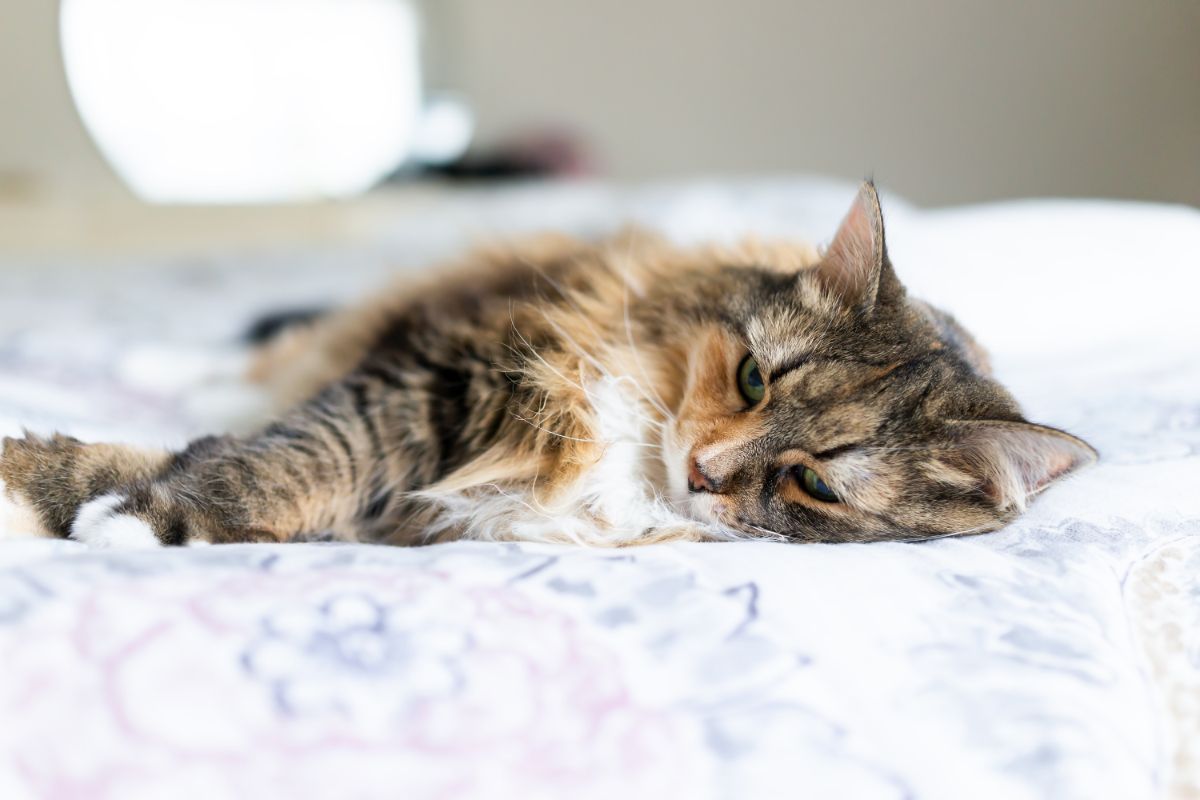 A depressed brown maine coon lying on a bed.