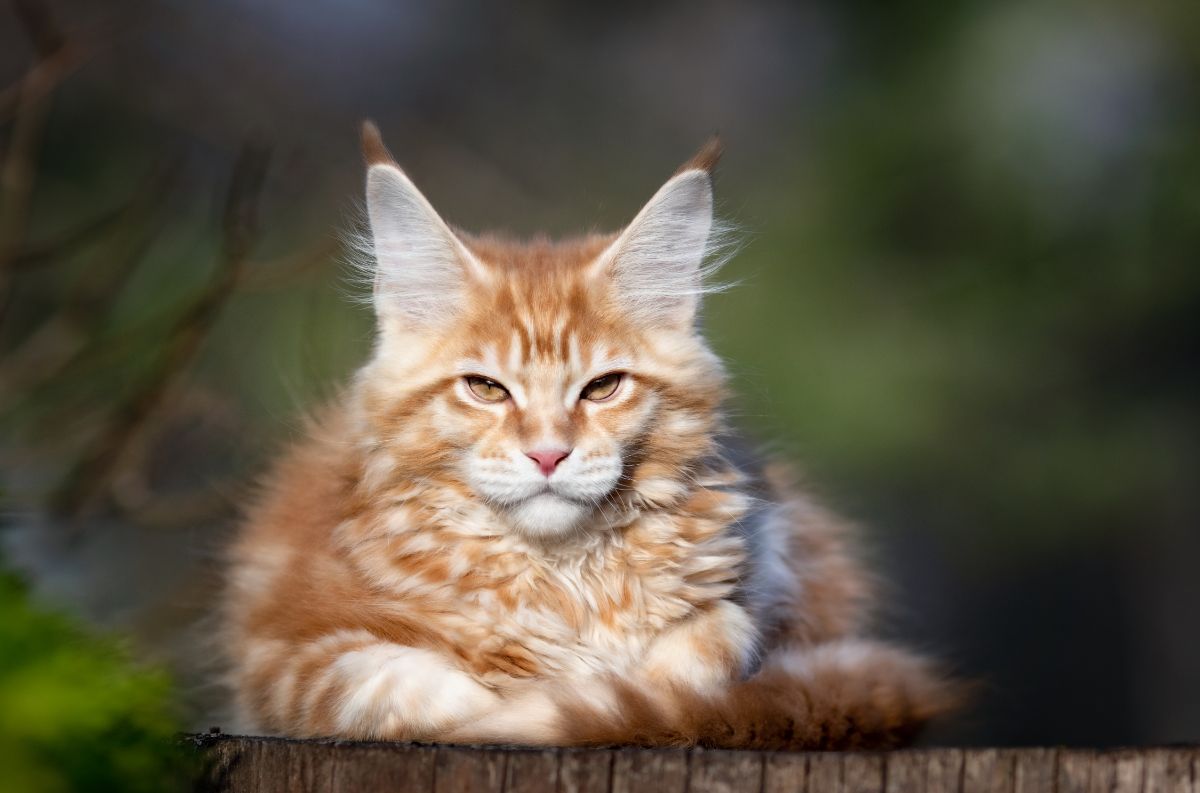 A depressed-looking orange maine coon cat lying outdoor.