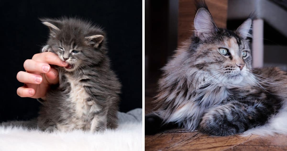 Did Your Maine Coon Bite You? (Here are 7 Reasons Why)