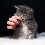 A gray maine coon kitten biting human hand.