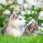 A husky puppey and a gray maine coon cat lying on a green grass.