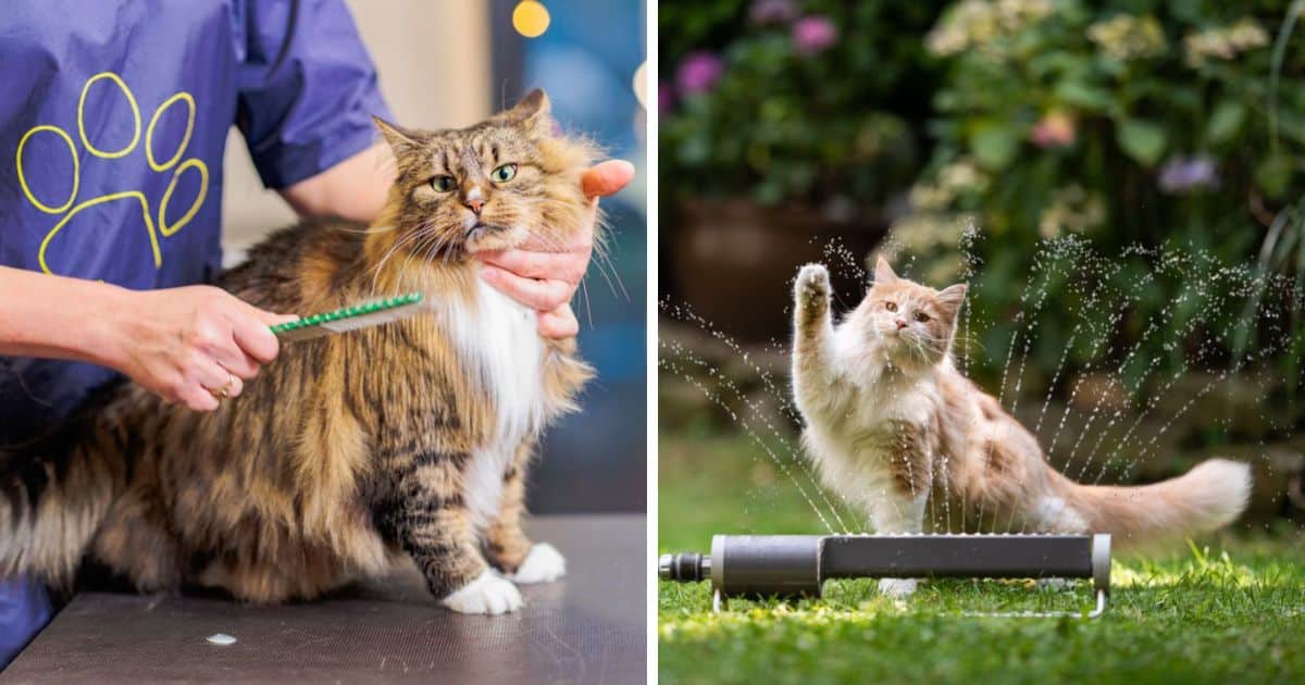 Do Maine Coons Have WaterResistant Fur?