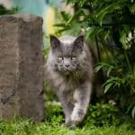 An angry-looking gray maine coon cat walking towards camera.
