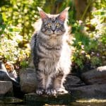 A big fluffy brown maine coon standing on rock in a garden,