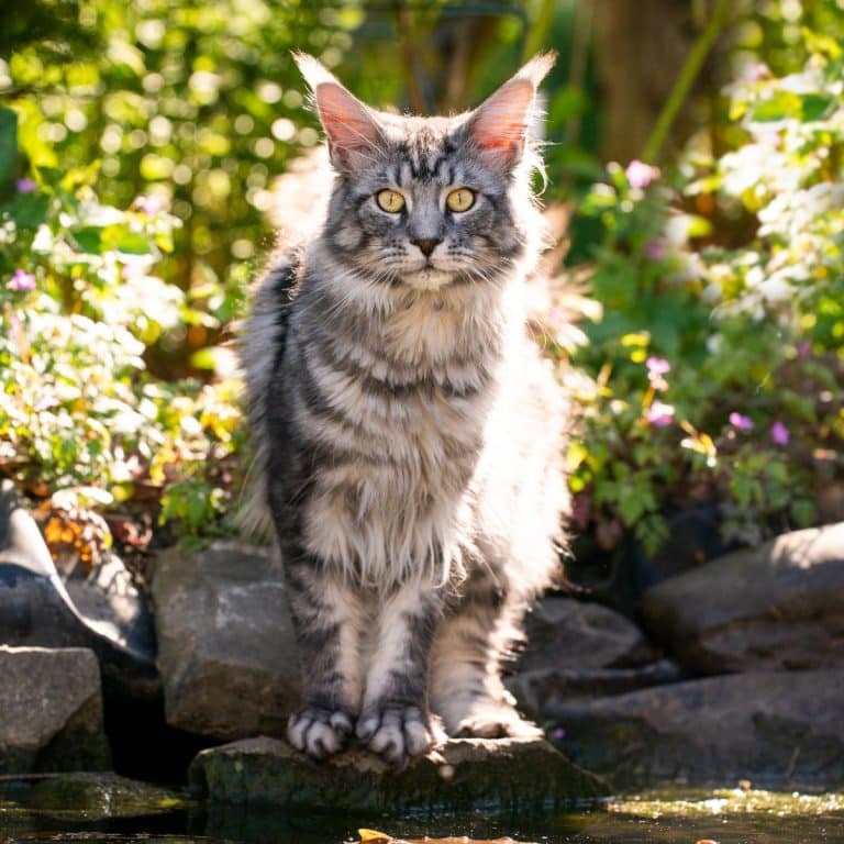 Why Is Your Maine Coon Not Fluffy (What To Do)