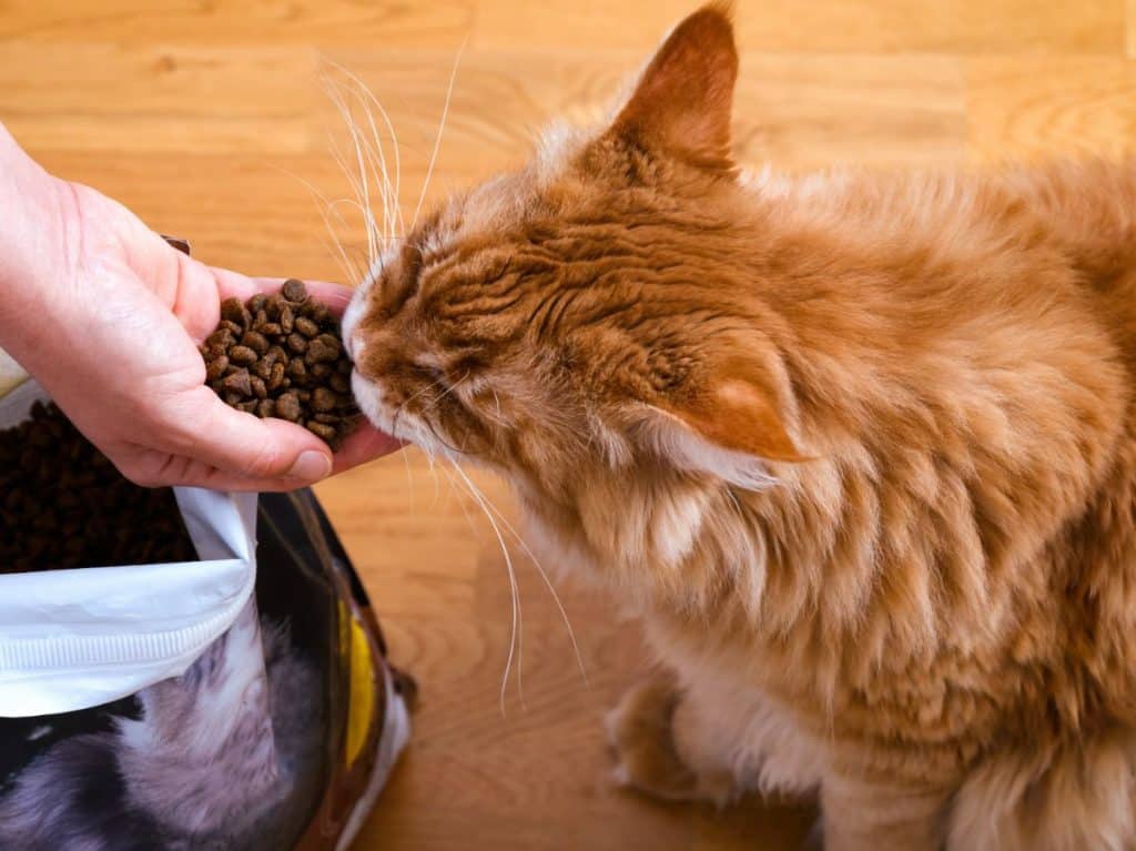 How Much Do Maine Coon Cats Eat in a Day? (7 Surprising Facts