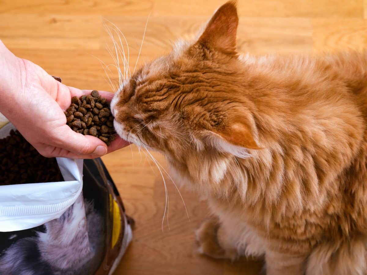 A hand feeding a ginger maine coon with a dry cat food.