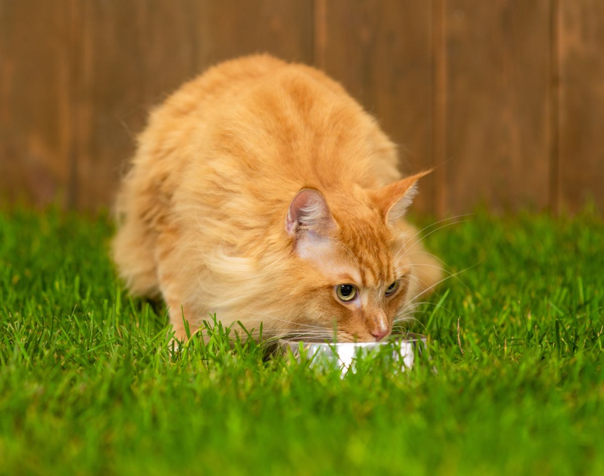 A fluffy ginger maine coon eating from a bowl on green grass.