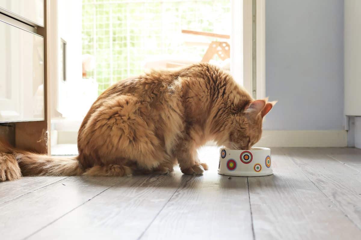 A big fluffy maine coon eating from a bowl on a floor.