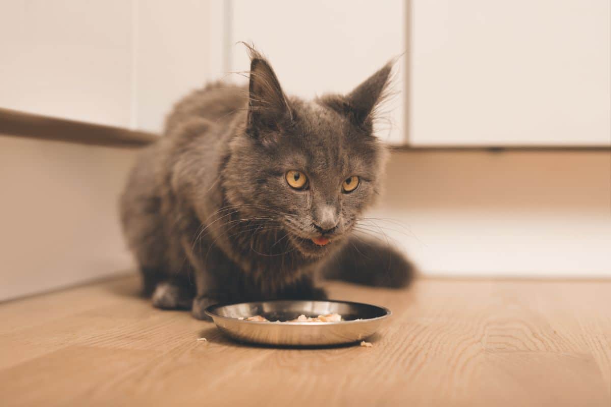 A brown maine coon kitten eating from a bowl.