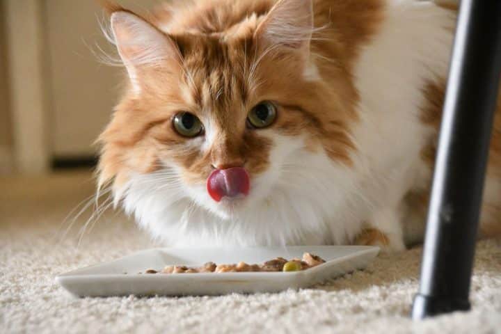 The Best Maine Coon Feeding Schedule (According to Experts) - MaineCoon.org