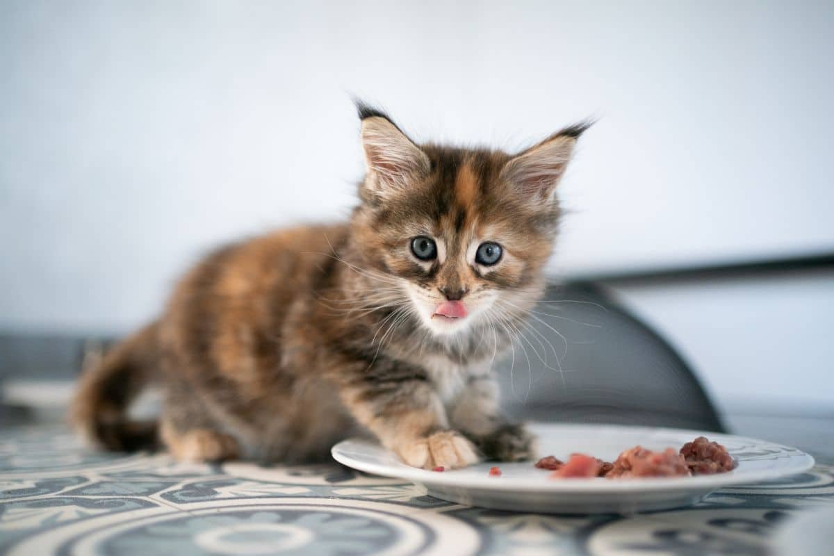 A brown maine coon kitten eating food from a plate.
