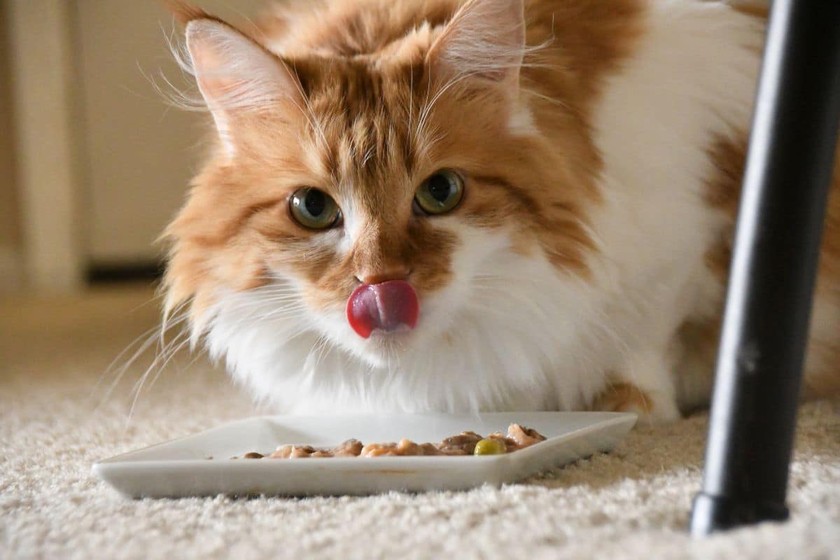 A ginger-white maine coon eating  from a white plate.