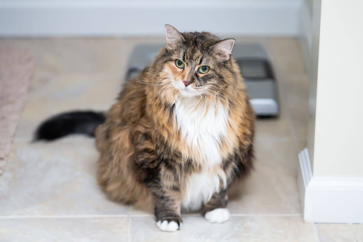 A big fluffy brown maine coon sitting in front of weight scale.