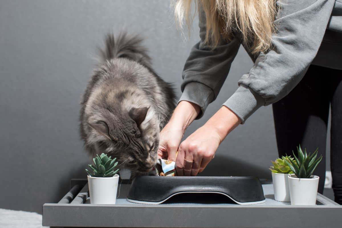 A blonde woman feeding a gray fluffy maine coon cat.