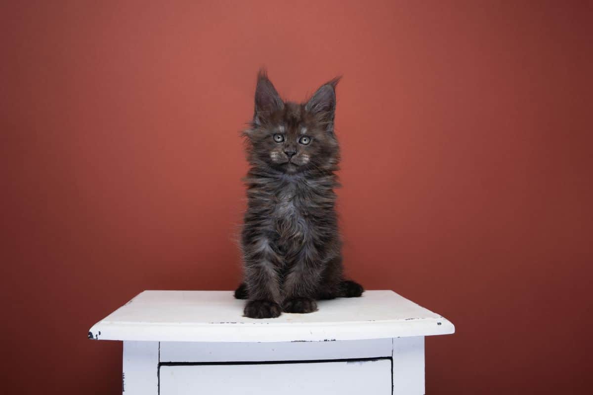 A fluffy black maine coon kitten sitting on a white furniture.
