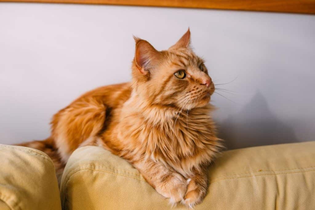 How To Keep Maine Coon Cats from Matting? (According to Vets