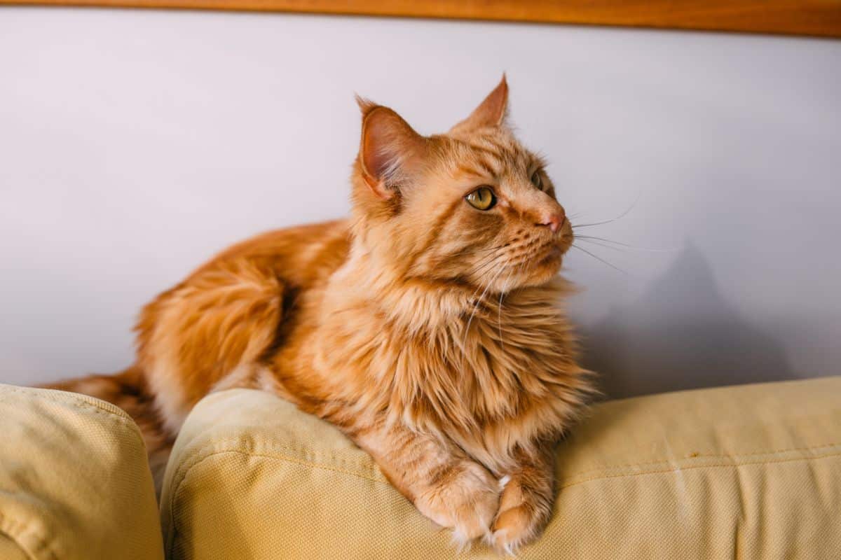 A fluffy ginger maine coon sitting on a sofa.