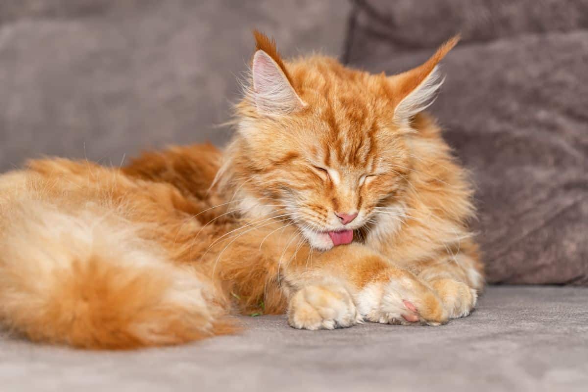 Can a Maine Coon Cat Have Short Hair? (Here's the Truth) - MaineCoon.org