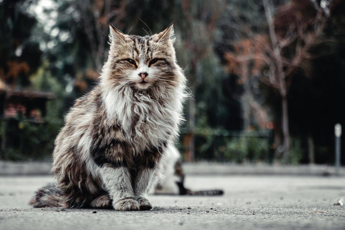 A gray fluffy maine coon on a concrete floor.