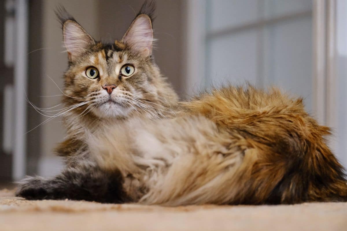 A brown fluffy maine coon lying on a floor.