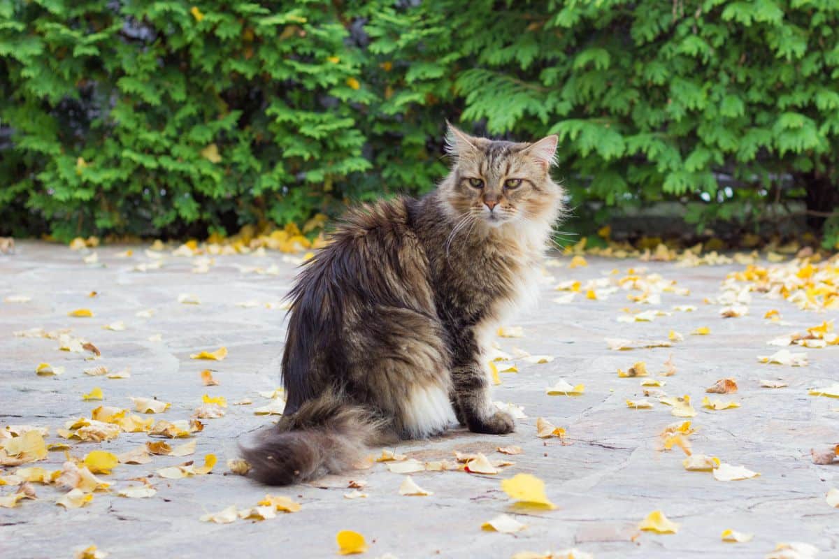 A fluffy brown maine coon sitting on a concrete floor outdoors.