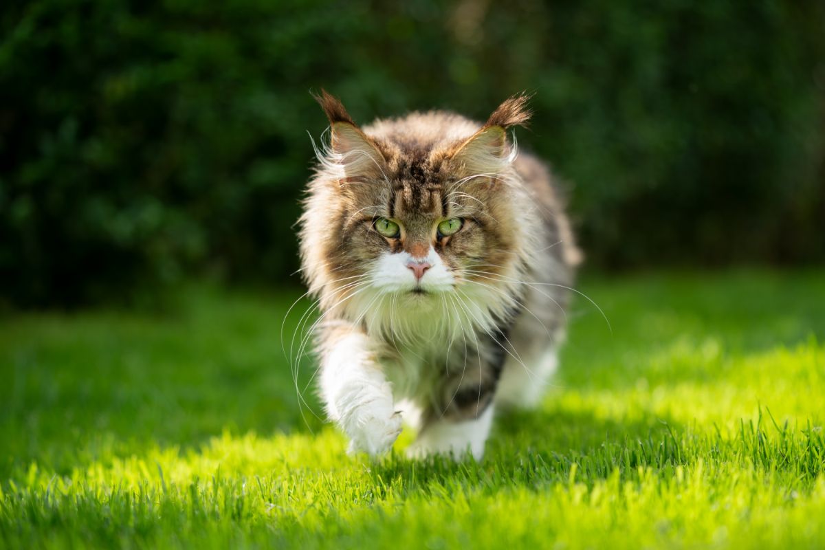 A big fluffy gray-white maine coon cat walking on a green grass.