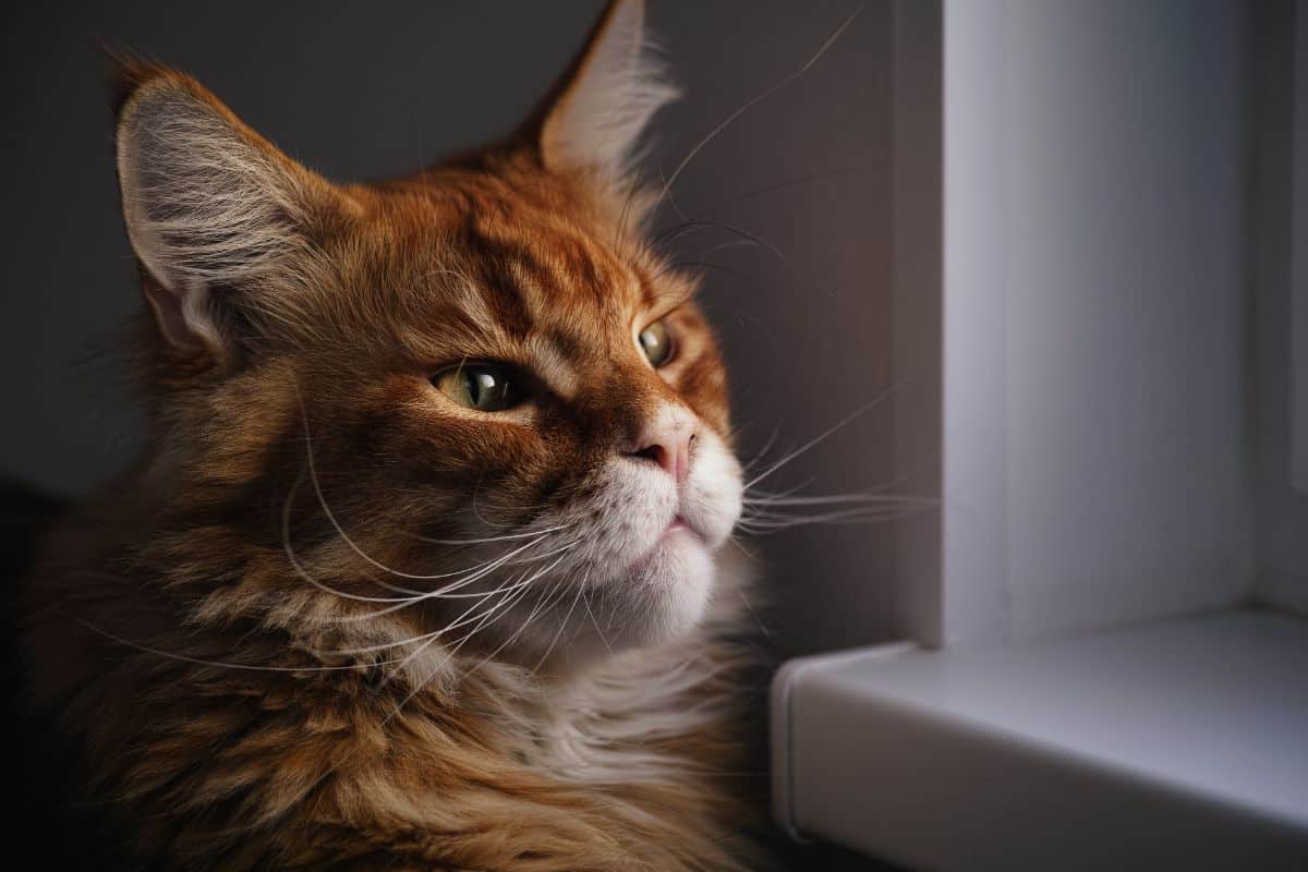 A ginger maine coon looking through a window at night.