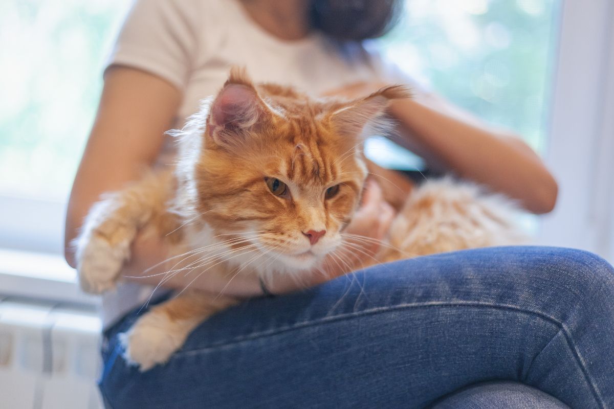 Young girl petting and holding a big ginger maine coon.