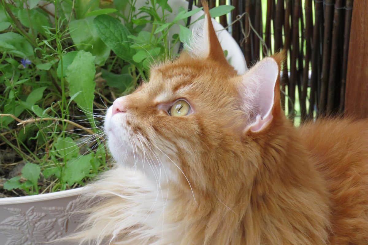 A ginger fluffy maine coon looking upwards.