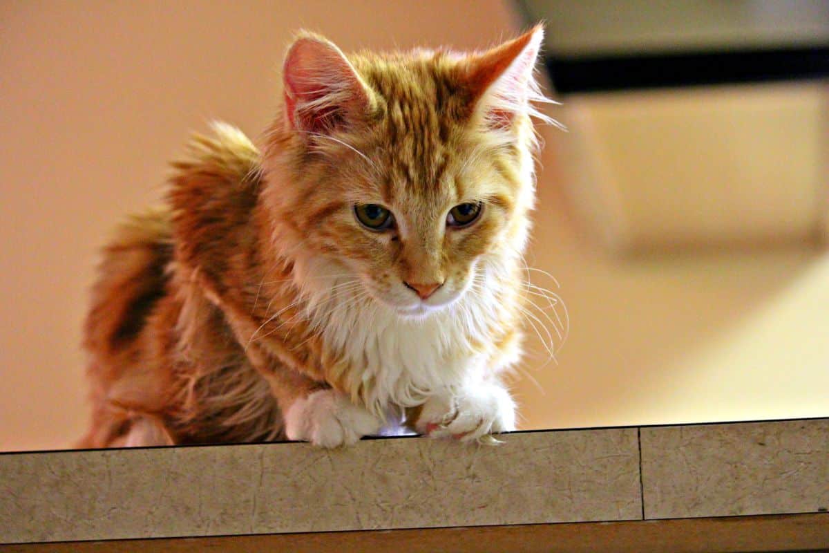A ginger maine coon sitting on the edge of a table.