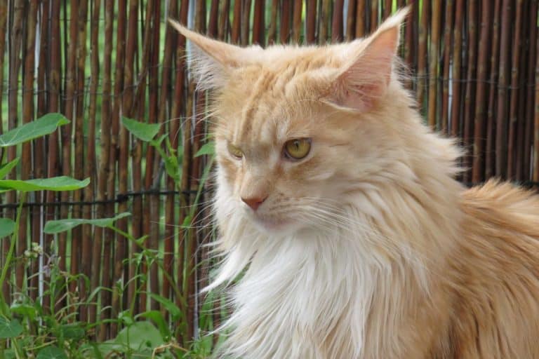 Do Maine Coons Shed a Lot (What You Need To Know)