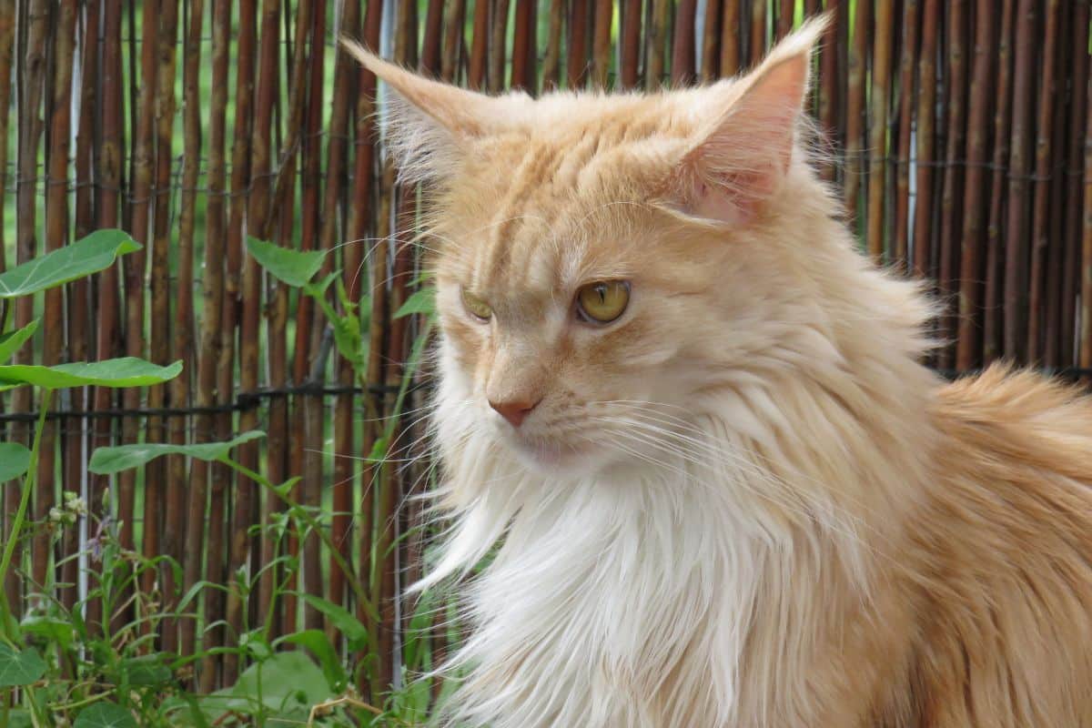 A ginger fluffy maine coon looking downwards in a backyard.