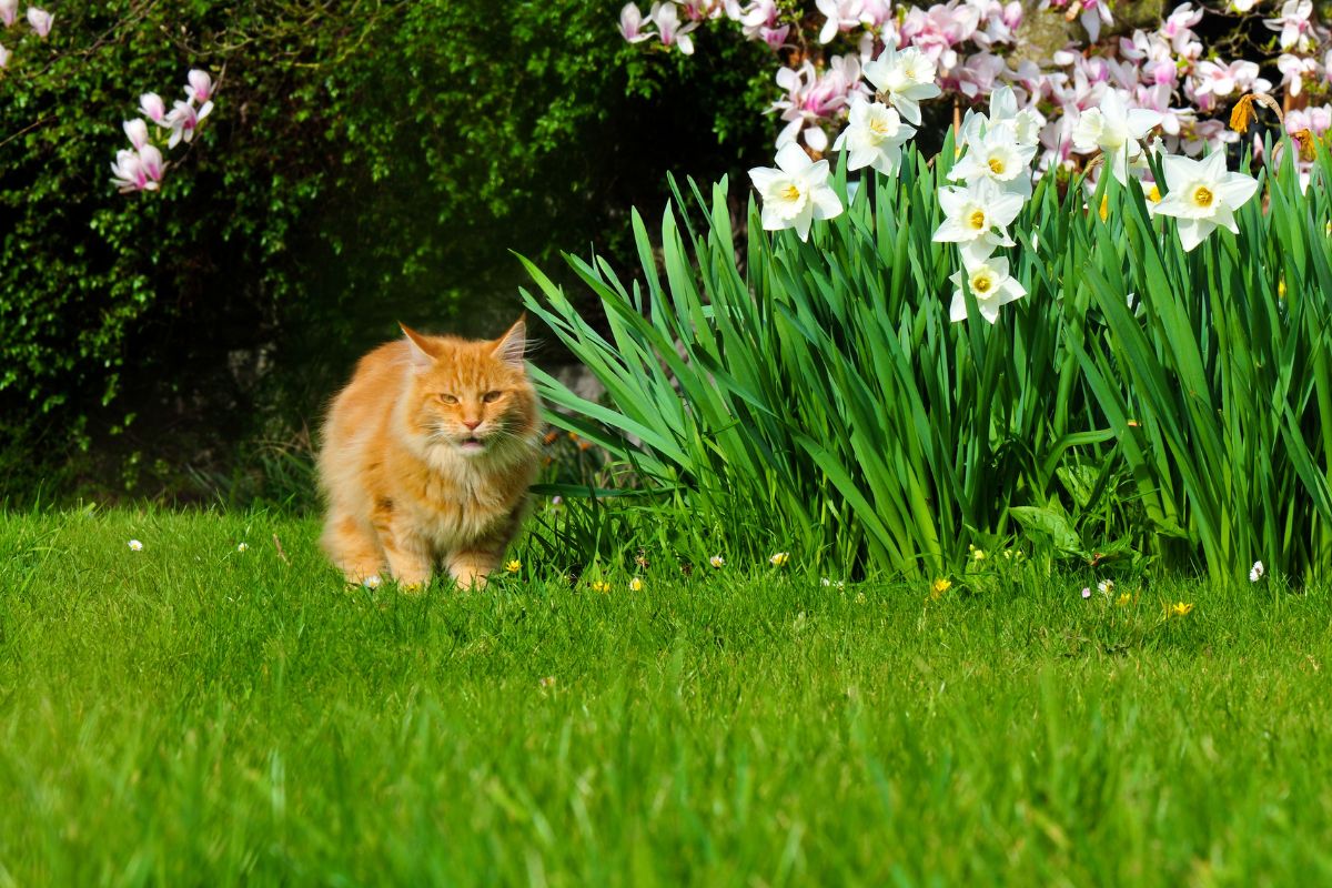 A ginger fluffy maine coon walking in a backyard near flowering plants on a sunny day.