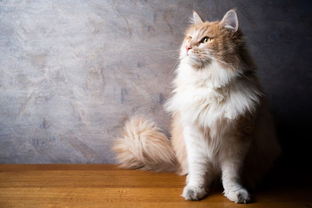 9 Common Health Problems With Maine Coon Cats