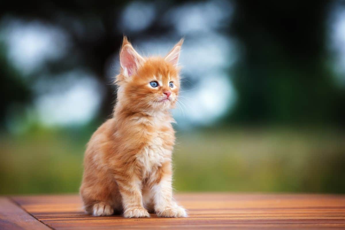 A cute ginger maine coon kitten sitting on a wooden table.