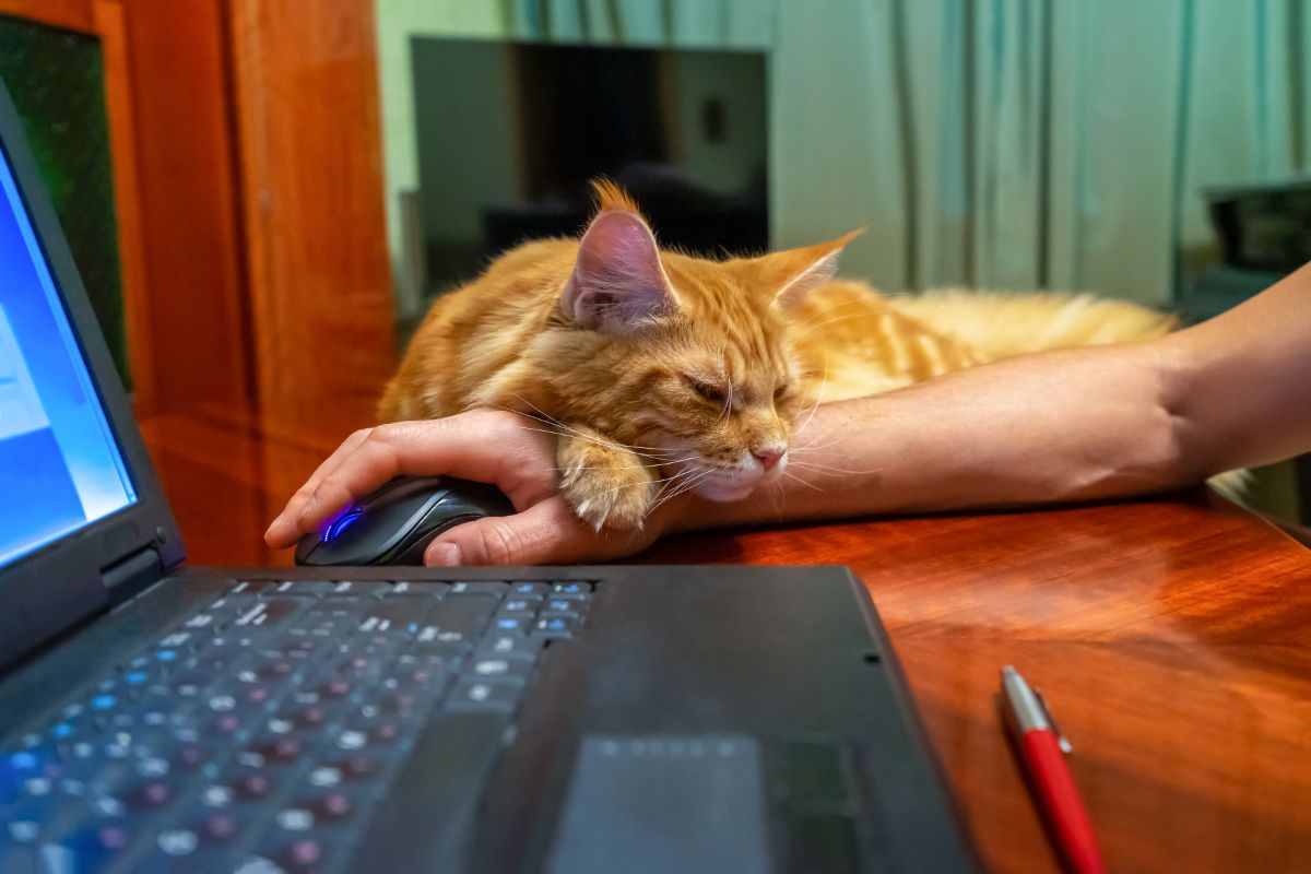 A ginger maine coon cat lying on a human hand.