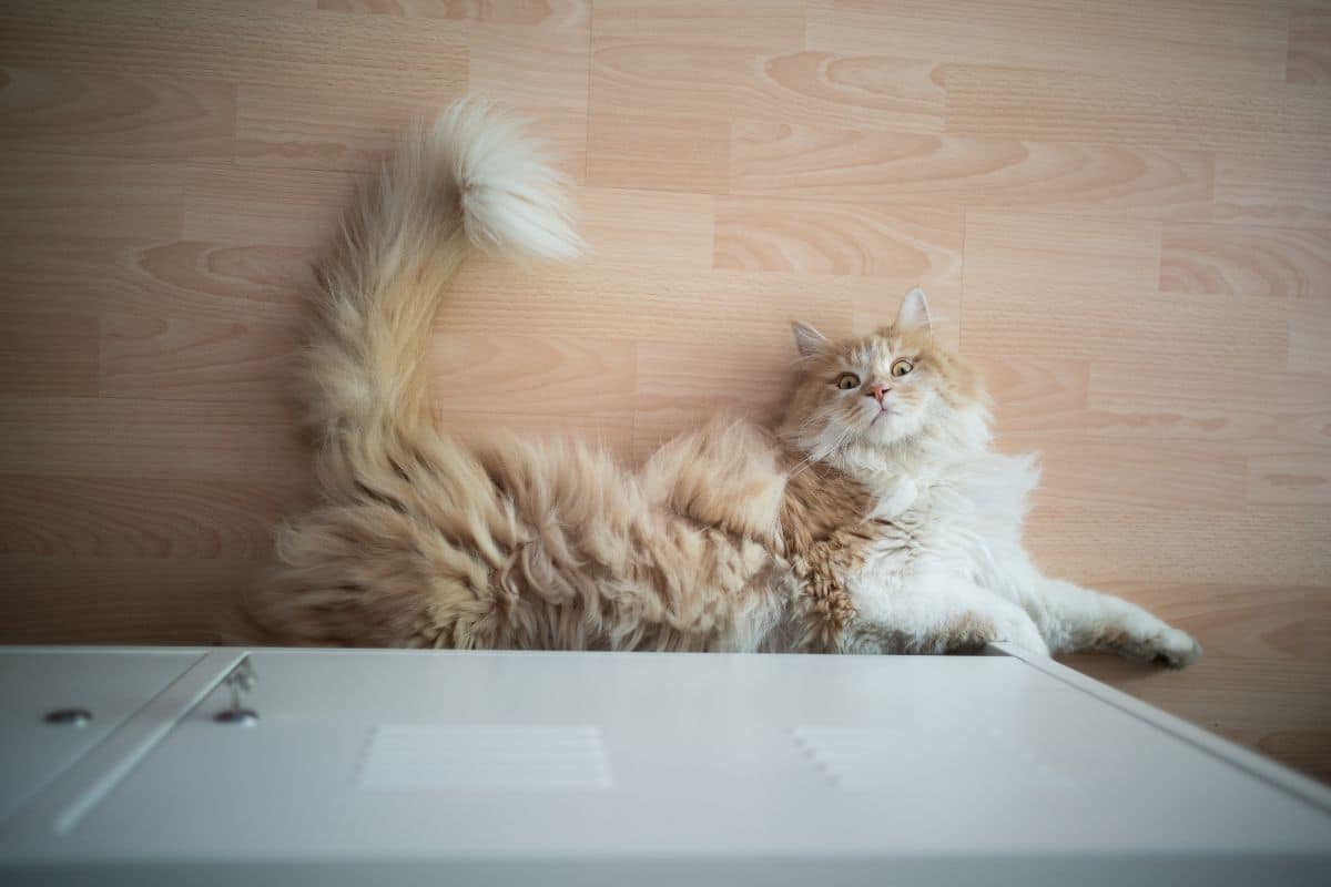 A fluffy ginger maine coon lying on a floor near a cupboard.